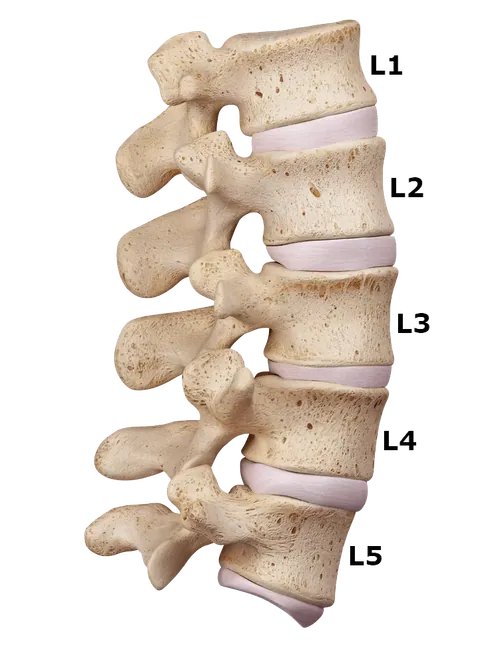 Lumbar spine section